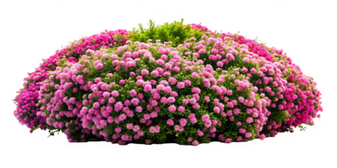  bush of flowers isolated on white background png