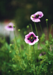 Closeup Purple Poppy Flower In Bloom In Spring,