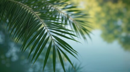 Fototapeta premium Close-up of light-bent leaves on liquid-like surface