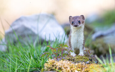 Hermelin sitzend mit Blick in die Kamera