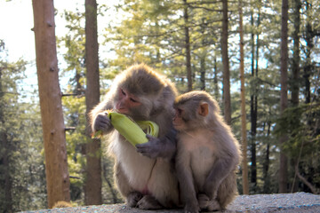 Wildlife Shot of Rhesus Macaque Monkey (Macaca Mulatta) Mother Peeling Corn with Her Mouth While Baby Watches in Forest Background