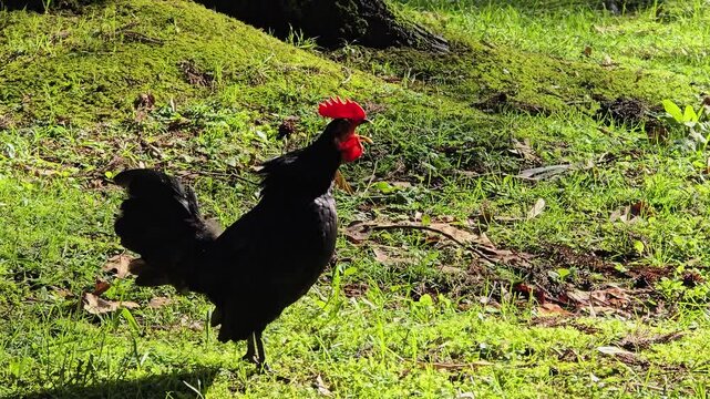 A black pompous rooster screams and crows in the street