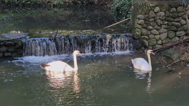 A pair of white swans swim on a pond with a waterfall on a sunny day