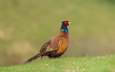 Pheasant, Scientific name: Phasianus colchicus, colourful male cockbird in early Springtime,  facing right in natural agricultural habitat.  Yorkshire Dales, UK.  Horizontal.  Copy space