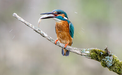 Eisvogel auf dem Ansitz (freigestellt) mit Fisch im Schnabel und fliegenden Wassertropfen