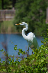 Great egret (Ardea alba) perched in a large bush filled with lush vines against a natural blurry lake background with blue water and distant foliage