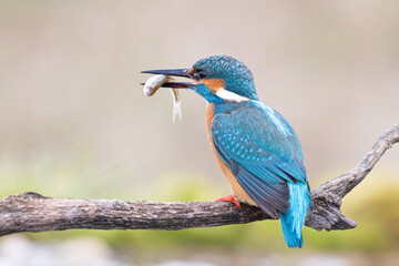 Eisvogel auf dem Ansitz (freigestellt) mit Fisch im Schnabel