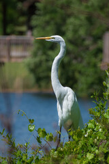 Great egret (Ardea alba) perched in a large bush filled with lush vines against a natural blurry lake background with blue water and distant foliage