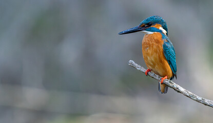 Eisvogel auf dem Ansitz (freigestellt)