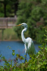 Great egret (Ardea alba) perched in a large bush filled with lush vines against a natural blurry lake background with blue water and distant foliage