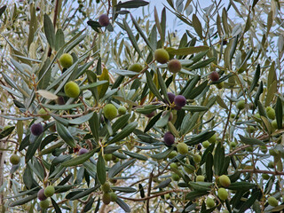 Close-up of olive branches laden with green, purple and black olives against a clear sky. Olive...