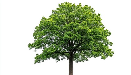 Lush Green Tree Full-Frame Isolated Image, Nature Concept, Spring Foliage Nature Photography, Tree Image