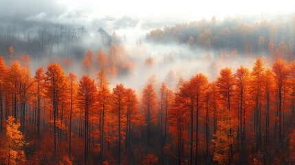 A peaceful autumn morning with mist hovering over a forest filled with trees in rich autumn hues