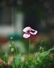 Closeup Purple Poppy Flower In Bloom In Spring,