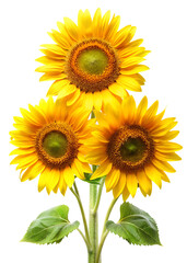 Obraz premium Sunflower flowers isolated on white background PNG
