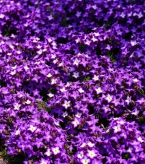 Obraz premium Dense purple flower carpet, vibrant blooms clustered together, petals, ethereal, wildflower