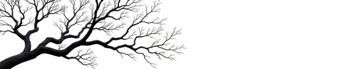 Intricate network of bare branches, isolated on white , botany, photo