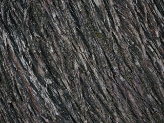 Close-up of a tree bark with a rugged texture and varying shades of brown and gray. The natural patterns and lines create an organic, earthy appearance, emphasizing the beauty of nature.
