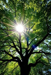 Obraz premium Sunlight dapples leaves of a majestic tree, creating a leafy archway reaching towards the sky, forest, tree, summer