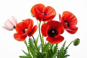 Obraz premium Vibrant red poppies, lush bouquet, isolated on white , detail, wildflower, spring