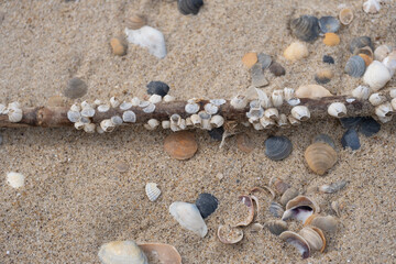 Close-up of a weathered driftwood stick covered in small barnacles, lying on sandy beach with various seashells. 