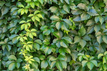 A closeup of a hedge bursting with vibrant, thriving green leaves