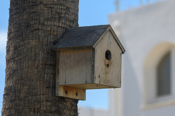 Birdhouse perched on a palm tree in a sunlit tropical garden invites vibrant wildlife for a cozy retreat