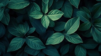 A close-up view of lush dark green leaves.