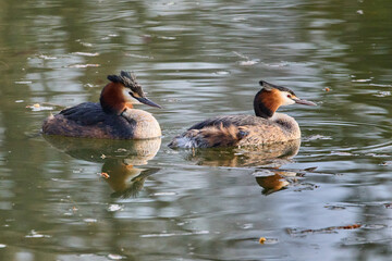 A breeding pair of great Crested Grebes (Podiceps cristatus) swimming together on a lake.