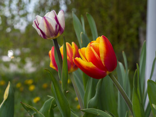 Tulips, flowers in a natural environment against a green background, spring ornamental plants