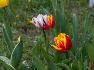 Tulips, flowers in a natural environment against a green background, spring ornamental plants