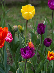 Tulips, flowers in a natural environment against a green background, spring ornamental plants