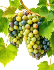 Vibrant green grapes with lush leaves, isolated on white, diet, ripe, healthy food