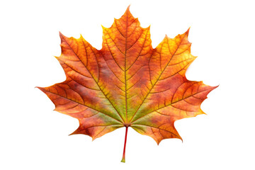 Fototapeta premium Maple leaf isolated on white background PNG