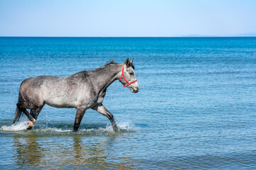 A graceful grey horse with a red halter ambles in shallow coastal waters in Turkey. Gentle waves...