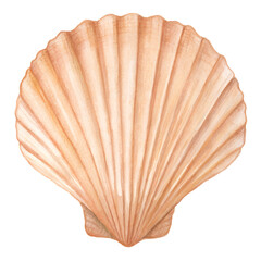 Watercolor illustration of a scallop shell on a transparent background.