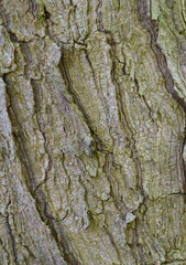 Beautiful close-up of the bark of yucca  elephantipes