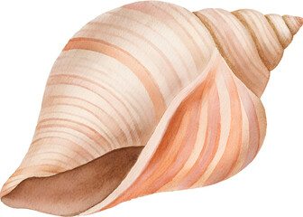 Watercolor illustration of a striped seashell on a transparent background.