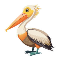 pelican on white background