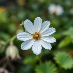 White cosmos flowers in the garden (selective focus)