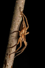 Pisaure admirable sur une branche (Pisaura mirabilis)