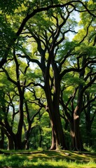 Fototapeta premium Ancient trees form a dense, sun-dappled canopy in a lush, green forest, emerald, plant life, woodland