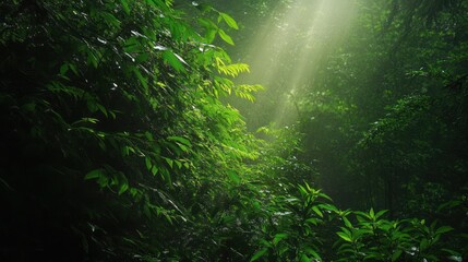 Fototapeta premium Sunlight filtering through a lush, vibrant rainforest.