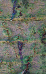 Beautiful close-up of the bark of araucaria araucana