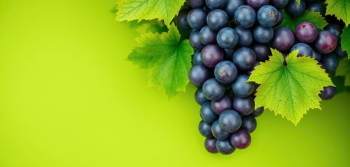 Fototapeta premium Luscious purple grapes with vibrant green leaves on a green background, green background, diet, texture