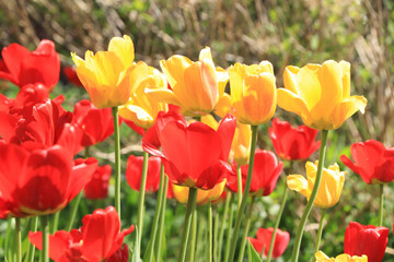 Delicate tulips in the garden at dawn in the rays of light, abstract floral spring defocused background in pastel colors with soft focus and bokeh. Beautiful postcard or banner for the screen.