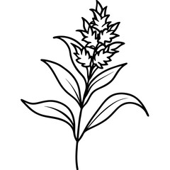 Minimal Goldenrod Flower Vector Illustration on White Background
