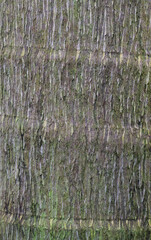 Fototapeta premium Beautiful close-up of the trunk of archontophoenix cunninghamiana