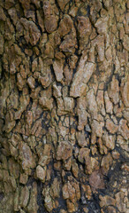 Beautiful close-up of the bark of tamarindus indica