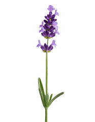 Fototapeta premium Lavender flower with stem and leaves growing on transparent background